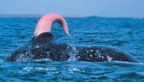 pene de la ballena|La ballena Azul tiene el pene más grande del mundo